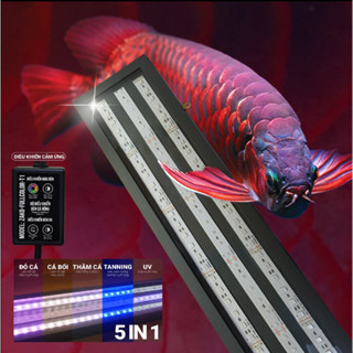 Đèn Led Cá Rồng ZAKO T-RGBU Chuyên Dụng Huyết Long & Kim Long