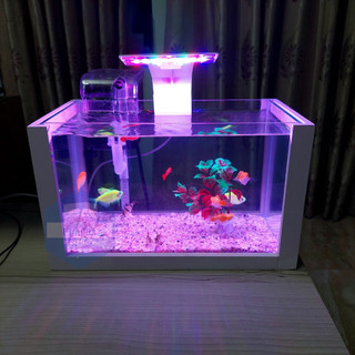 Bể cá mini để bàn COMBO giá rẻ đầy đủ phụ kiện kích thước 30x15x18 nhiều mẫu bể cá mini để bàn