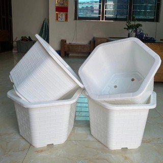 Combo 5 ,10 chậu nhựa trồng cây lục giác fa 350,fa 380 màu đỏ trắng
