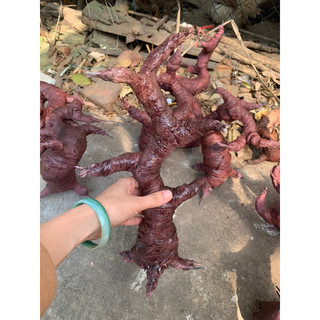 Gốc cây bon sai giả