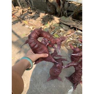 Gốc cây bon sai giả