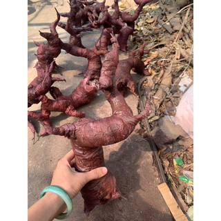 Gốc cây bon sai giả