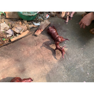 Gốc cây bon sai giả