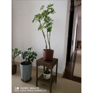KỆ GỖ/ ĐÔN GỖ