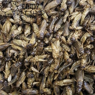 Dế sấy lạnh Thái Lan cho Bò Sát, Nhím kiểng, Hamster, Sóc Bông...