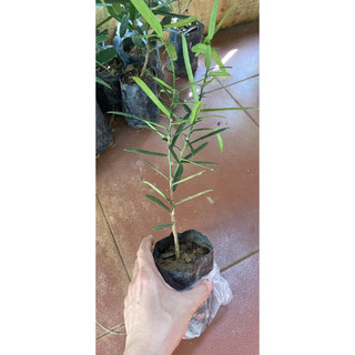 Cây giống xáo tam phân