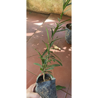 Cây giống xáo tam phân