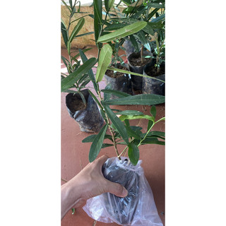 Cây giống xáo tam phân