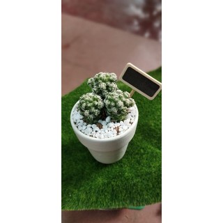 Xương rồng trứng chim size bầu