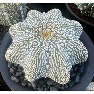Xương rồng Super Starshape gieo hạt