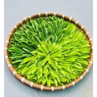 Lá đào đất sét