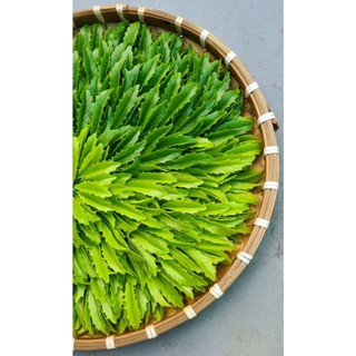 Lá đào đất sét( nhỏ)