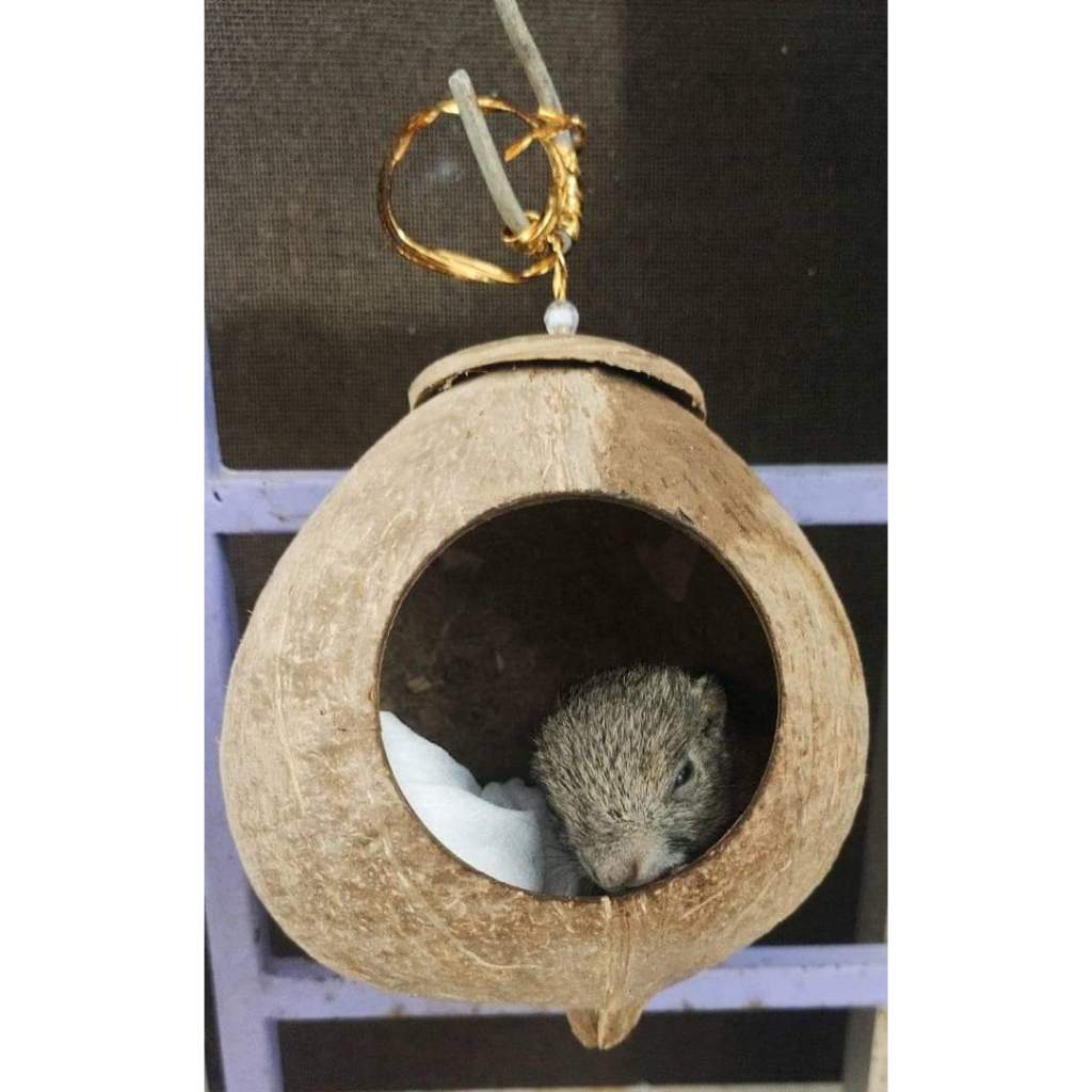 Tổ chim Gáo dừa