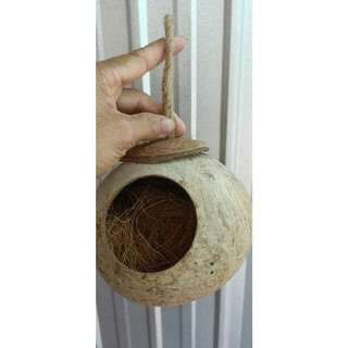 Tổ chim Gáo dừa