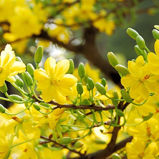 Dưỡng nụ mai vàng, hoa giấy, đào, hồng