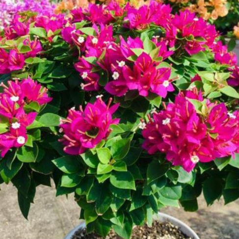 Dưỡng nụ mai vàng, hoa giấy, đào, hồng