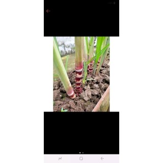 4 cây mía vàng,4 mía tím có rễ trồng làm cảnh