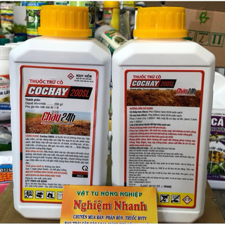 24 giờ nắp vàng