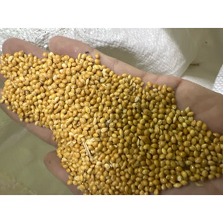 1 Bao 25Kg Hạt Kê Vàng To Cho Yp, Vẹt, Cu Gáy....