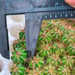 Cây giống xương rồng melo gai dài size 1,5cm