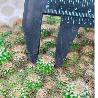 Cây giống Xương Rồng bóng vàng 1cm