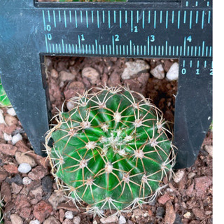 Xương rồng Melo Gai Xoắn 4cm