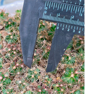 Cây giống Xương rồng thelo 1,5cm