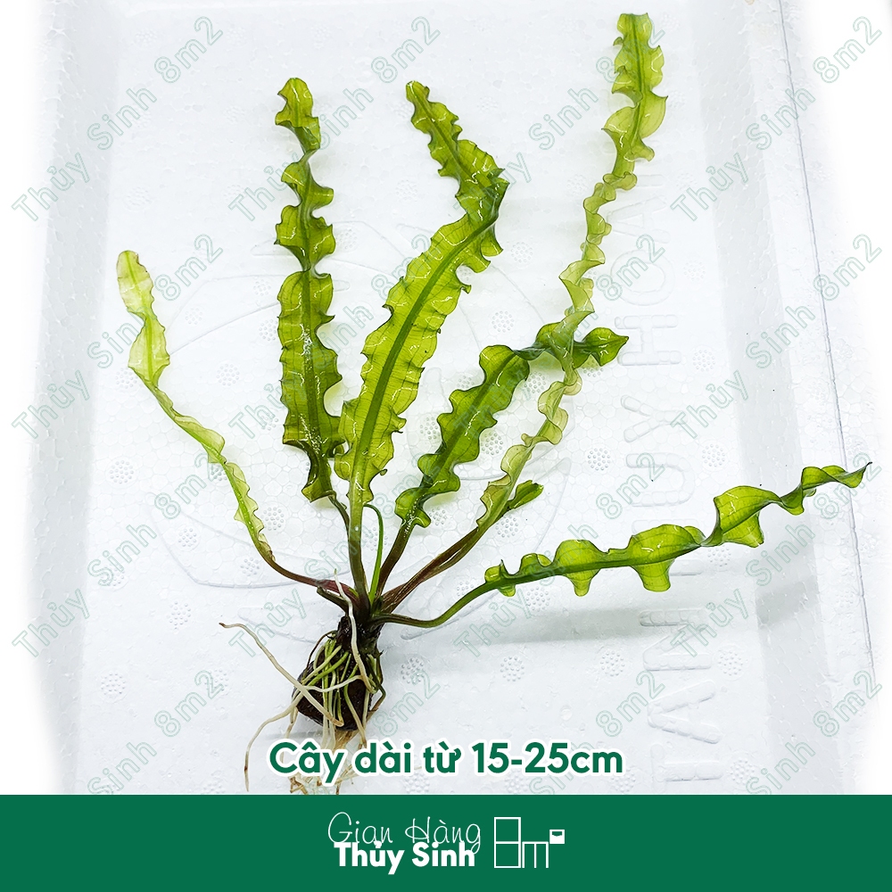 Choi Xoắn, Choi Nhăn, Cây Thủy Sinh KHÔNG CO2, Hậu Cảnh, Cắm Nền | 8m2