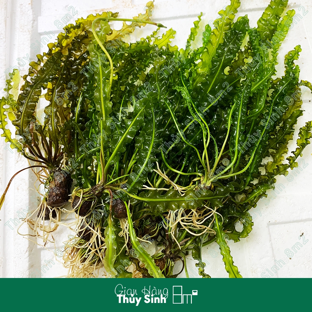 Choi Xoắn, Choi Nhăn, Cây Thủy Sinh KHÔNG CO2, Hậu Cảnh, Cắm Nền | 8m2