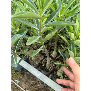Cây sứ thái đơn mix màu (k bầu đất)