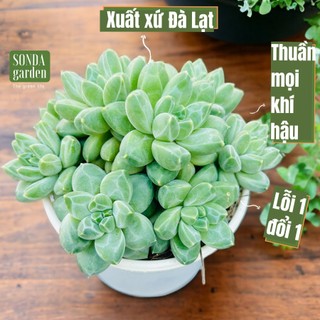 Sen đá kim cương trắng SONDA GARDEN size trung bình 10cm, cây cảnh trang trí nhà cửa, lỗi 1 đổi 1
