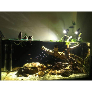 Đèn Led Rọi Coco Cho Bể Cá Cảnh Thủy Sinh, Biotop, Bán Cạn