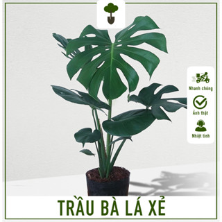 Cây Trầu Bà Lá Xẻ - Cây cao 60-70 cm - Cây Monstera Mini - Chăm sóc dễ dàng, làm sạch không khí!
