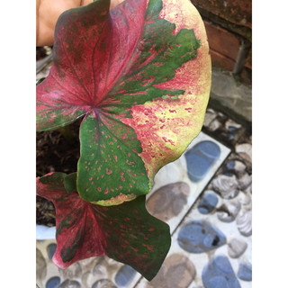 Chậu môn kiểng caladium nhập Thái hiếm