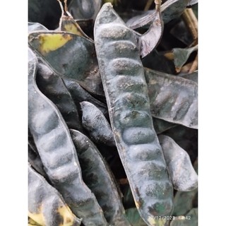 100g quả bồ kết khô