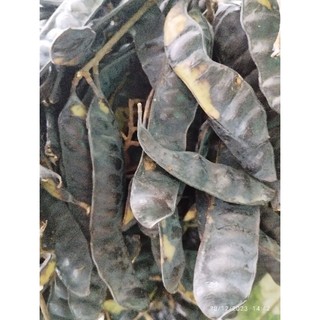100g quả bồ kết khô