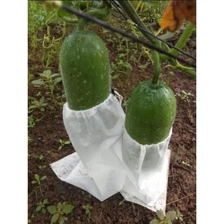 50 túi 20x35 vải không dệt bao bí đao chanh quả ngắn