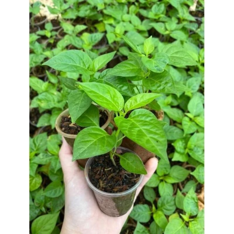 Cây ớt gió siêu cay(dược liệu)làm giống .