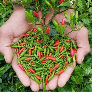 Cây ớt gió siêu cay(dược liệu)làm giống .