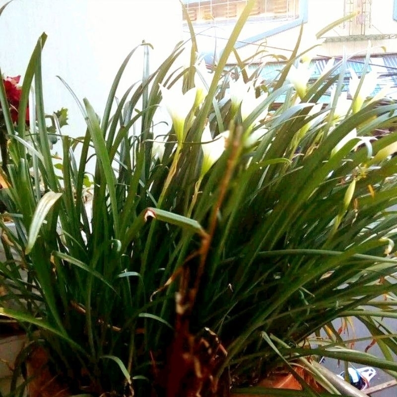 5 củ hoa huệ mưa trắng