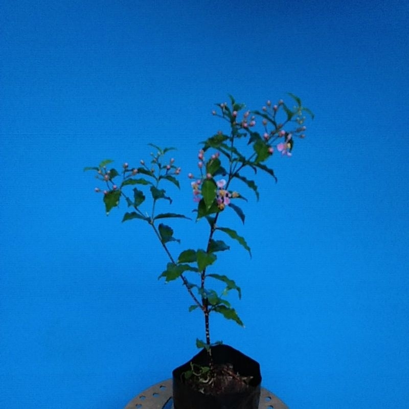 Hồng Ngọc Mai ( cây nhỏ làm giống)