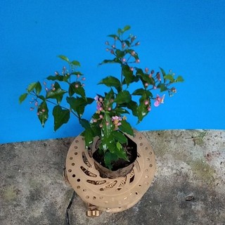 Hồng Ngọc Mai ( cây nhỏ làm giống)