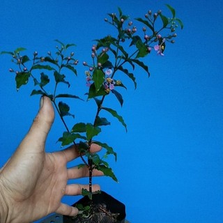 Hồng Ngọc Mai ( cây nhỏ làm giống)