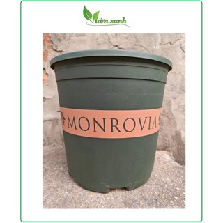 Chậu trồng hoa hồng, cây cảnh Monrovia 2GL