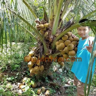 Combo 2 cây Dừa ẻo vàng (Dừa xiêm dây vàng)