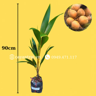 Combo 2 cây Dừa ẻo vàng (Dừa xiêm dây vàng)