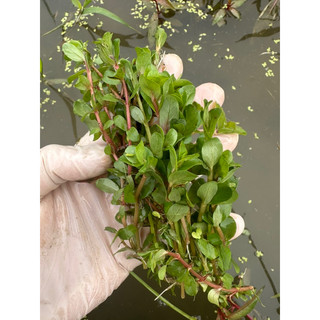 Cây vảy ốc đỏ thuỷ sinh 30 ngọn