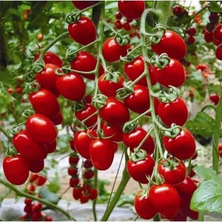 Hạt giống Cà chua cherry đỏ gói 20 hạt
