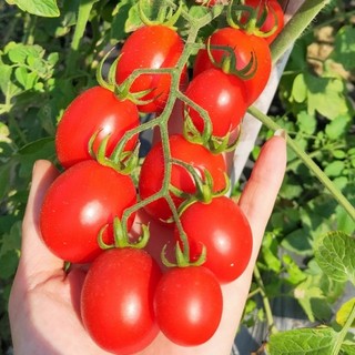 Hạt giống Cà chua cherry đỏ (bi đỏ) hàng công ty