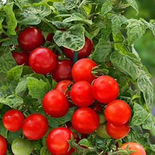 Hạt giống Cà chua cherry đỏ (bi đỏ) hàng công ty